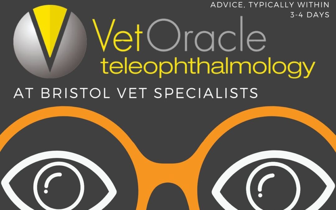 BVS Ophthalmologists partner with Vet Oracle to provide Teleophthalmology service